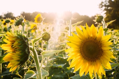 A field of sunlit sunflowers